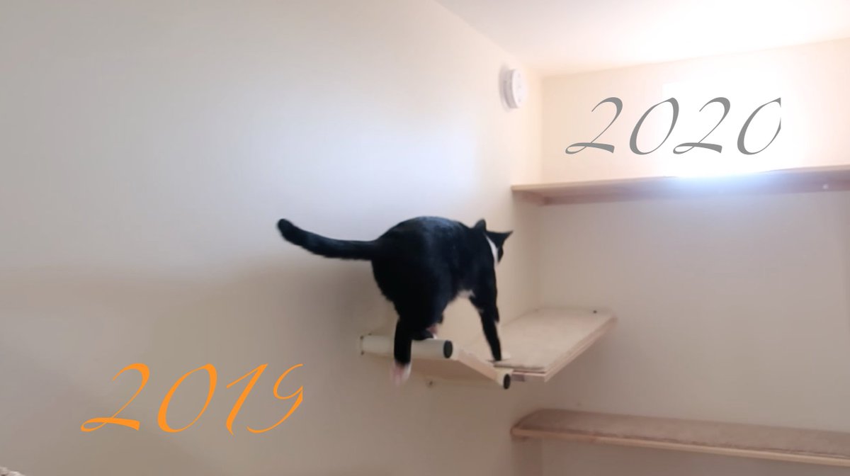 CustomCatscapes's tweet photo. Arlo, making his way into the future... https://t.co/YfqJJkFEer