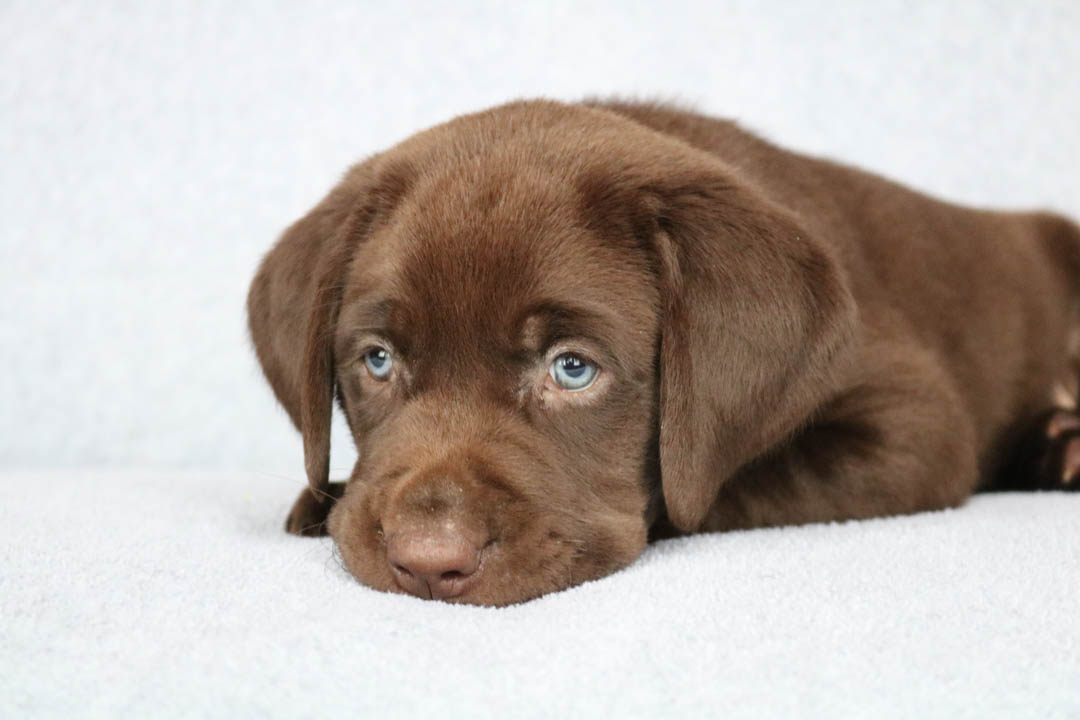 s_retrievers's tweet photo. We stand proud as an industry leader for Labrador Puppies services in the RedBud area. Give us a call at 1(618) 248-4670 today! #LabBreeder #LabPuppiesForSale #LabPuppies https://t.co/bcqsHOsyNY https://t.co/6dyKnve6k7