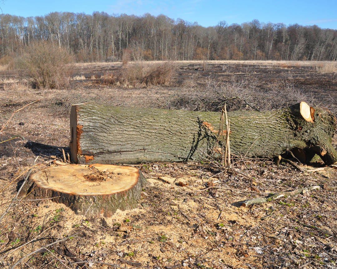 MarsamTree's tweet image. Ensure that your #TreeCareCompany services are handled by the best, and get it all #doneright the first time. Give Us A Call at # (828) 266-0397 today! #TreeService #TreeContractor #TreeCare #TreeRemoval #Arden28704 bit.ly/2TTbrtw