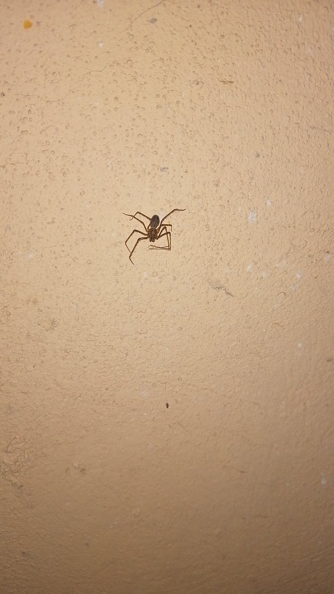 Lucho_FloresLL's tweet photo. @Arachno_Cosas me podrías decir por favor qué tipo de araña es esta 😁 feliz año!!! https://t.co/SFp1uZTBcO