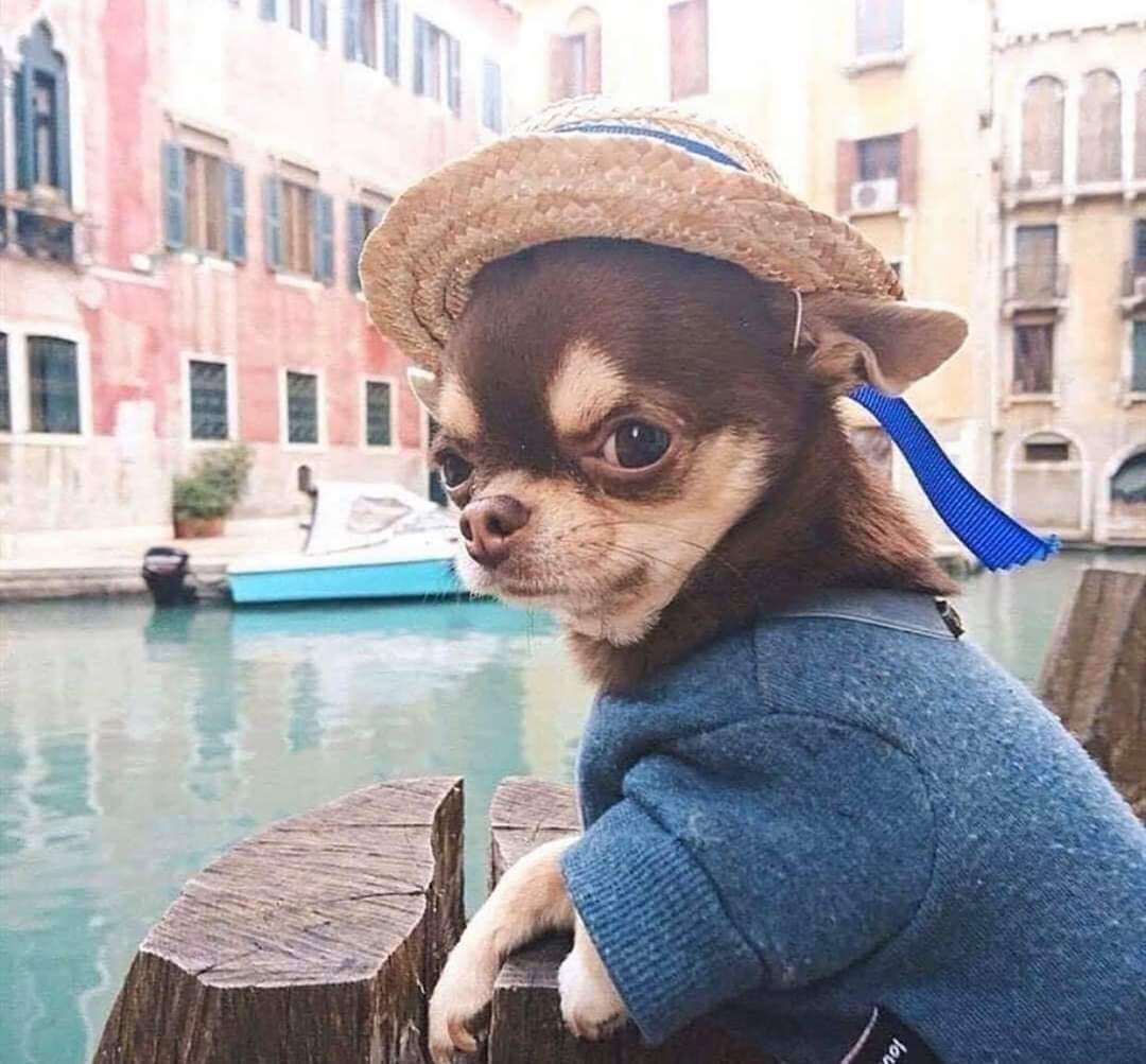 NoTengoCucos's tweet photo. Comparte este perrito viajero, para que en el 2020 conozcas Europa https://t.co/3xMN2hJb5u