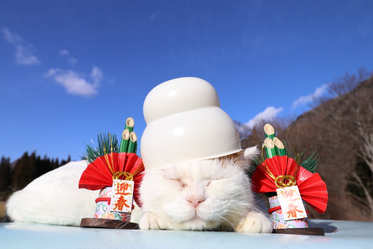 かご猫 Blog 謹賀新年 のせ猫 正月 迎春
