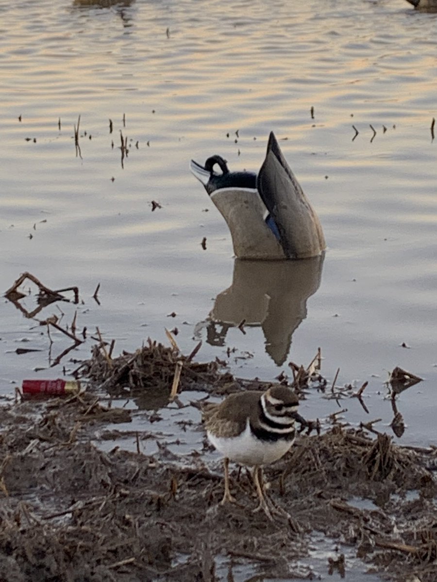 BerkenKevin's tweet photo. This is the second day in a row this little fellow came by for a visit. Happy new year. https://t.co/OE8qiGvo4Y