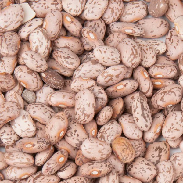 Certified Pinto Bean seed available. High germ. <a href="/canterraseeds/">CANTERRA SEEDS</a> Windbreaker and Sv6139gr. Contact me to chat about it. <a href="/KatharynHouston/">Katharyn Houston</a> <a href="/RickCANTERRA/">Rick Love</a> @CANTERRADarren <a href="/CANTERRARenee/">Renee McMillan</a>
