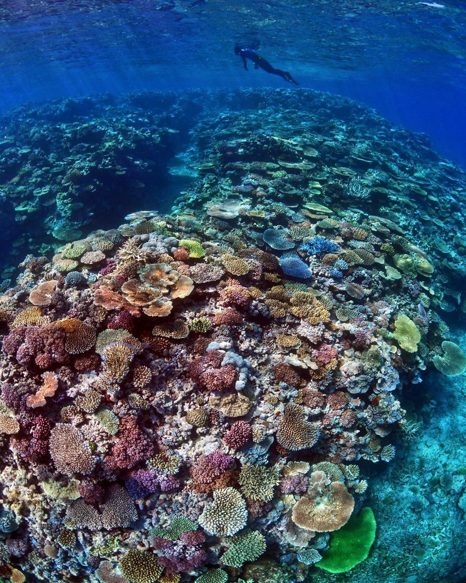 gbrmarinepark's tweet photo. #HappyNewYear! When enjoying the many different activities and experiences on the #Reef, it is important to enjoy them in a responsible and 'reef friendly' way and to Be Reef Smart. Learn more https://t.co/AIBUm2ozK1 @johnny_gaskell #GreatBarrierReef #LovetheReef #BeReefSmart https://t.co/5pxT3XaP38