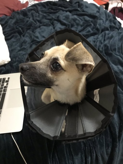 Happy new doggo https://t.co/pzQtnglaeC<a href="/tag/bestselfcaredayever"class="tags"><span>#bestselfcaredayever</span></a>