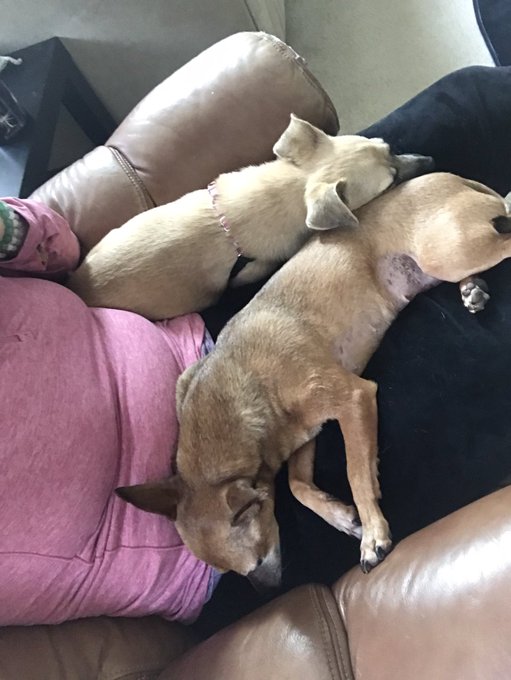 Happy new doggo https://t.co/pzQtnglaeC<a href="/tag/bestselfcaredayever"class="tags"><span>#bestselfcaredayever</span></a>
