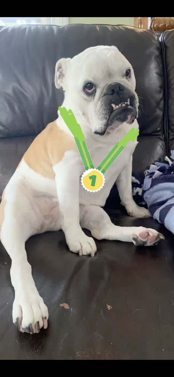 roselavelle's tweet photo. Congrats to Wilma for being voted the unanimous Dog of the Decade by me myself and I. She would like to thank everyone who helped make this possible https://t.co/xg8yVcs1N2