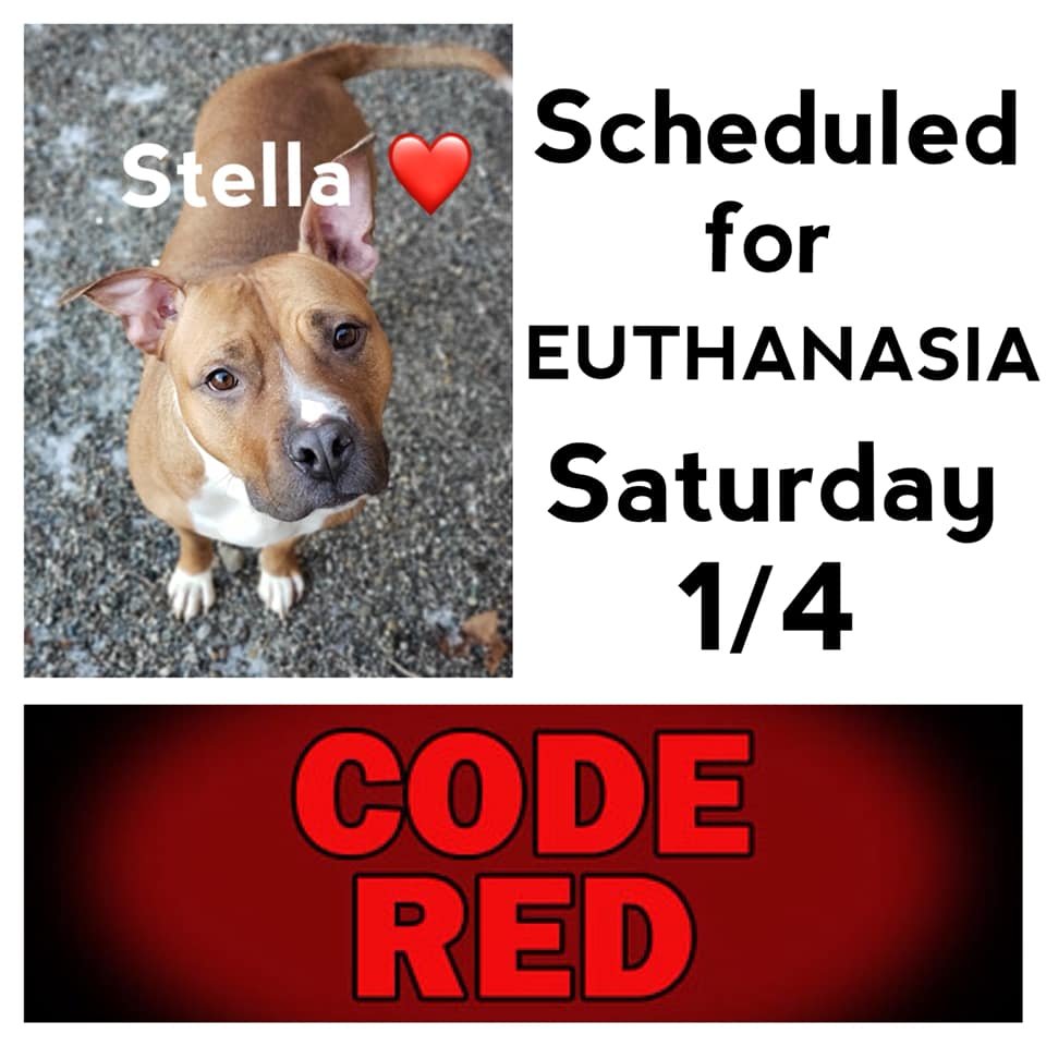 EMluvsPibbles's tweet photo. โ ๏ธ๐CRITICALLY URGENT๐โ ๏ธ
2-year-old #STELLA was initially a stray 3/19. She was adopted 5/19, returned the beginning of 12/19.๐ฅด
She is no longer coping well in the shelter & will be killed!๐ฅบ
๐#PLEDGE #RESCUEONLY #FOSTER #NOKILL๐๐ซ
https://t.co/ye8Tu8tMos
FCDS
Columbus, OH https://t.co/X06Trxtnzv