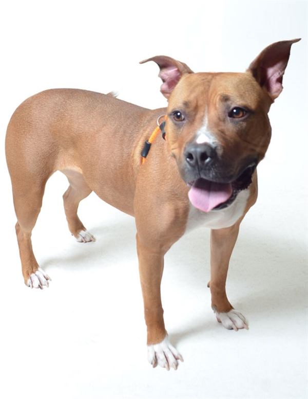 EMluvsPibbles's tweet photo. โ ๏ธ๐CRITICALLY URGENT๐โ ๏ธ
2-year-old #STELLA was initially a stray 3/19. She was adopted 5/19, returned the beginning of 12/19.๐ฅด
She is no longer coping well in the shelter & will be killed!๐ฅบ
๐#PLEDGE #RESCUEONLY #FOSTER #NOKILL๐๐ซ
https://t.co/ye8Tu8tMos
FCDS
Columbus, OH https://t.co/X06Trxtnzv