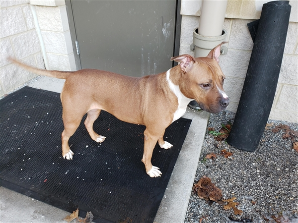 EMluvsPibbles's tweet photo. โ ๏ธ๐CRITICALLY URGENT๐โ ๏ธ
2-year-old #STELLA was initially a stray 3/19. She was adopted 5/19, returned the beginning of 12/19.๐ฅด
She is no longer coping well in the shelter & will be killed!๐ฅบ
๐#PLEDGE #RESCUEONLY #FOSTER #NOKILL๐๐ซ
https://t.co/ye8Tu8tMos
FCDS
Columbus, OH https://t.co/X06Trxtnzv