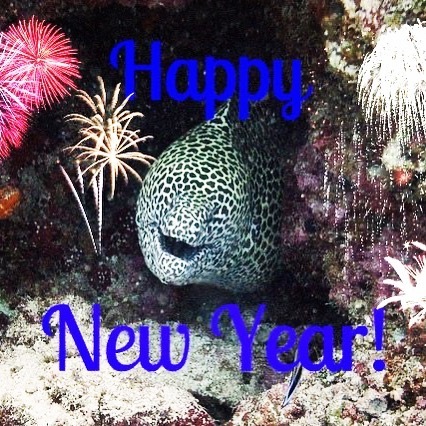 ucdsubaqua's tweet photo. Happy New Year to everybody!🥳 We hope you have a safe and happy New Year’s Eve and here’s to the new decade🎉 #scuba #newyear #2020 #ucd https://t.co/qw2MFRVHpz https://t.co/UY0f44zQb9