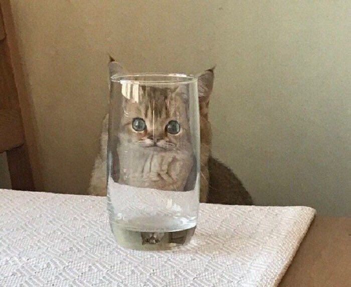 Cats Bible 🐱 tweet media