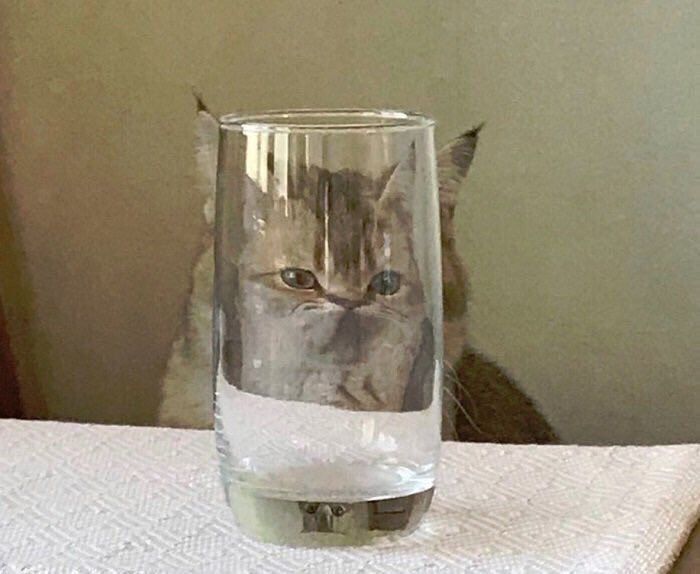 Cats Bible 🐱 tweet media