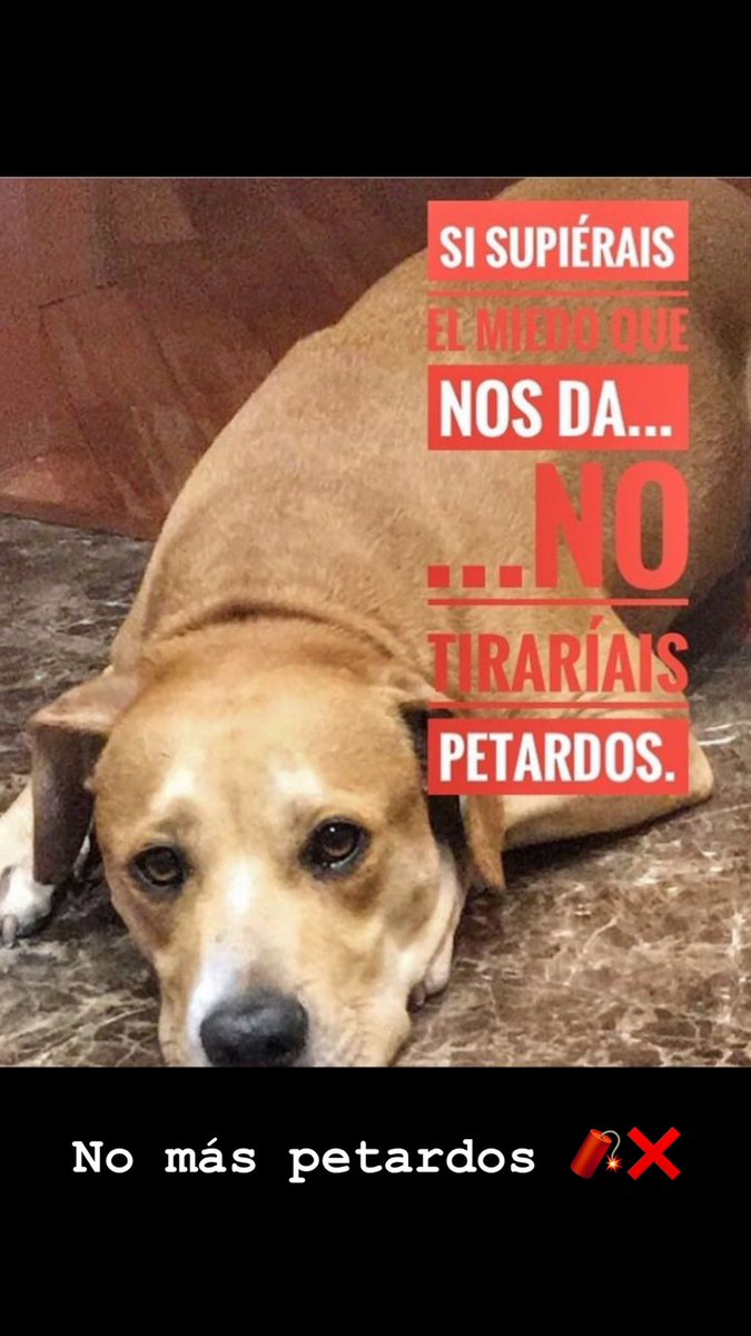 daniisanchez12's tweet photo. No más petardos 🧨 https://t.co/l3iDakEry6