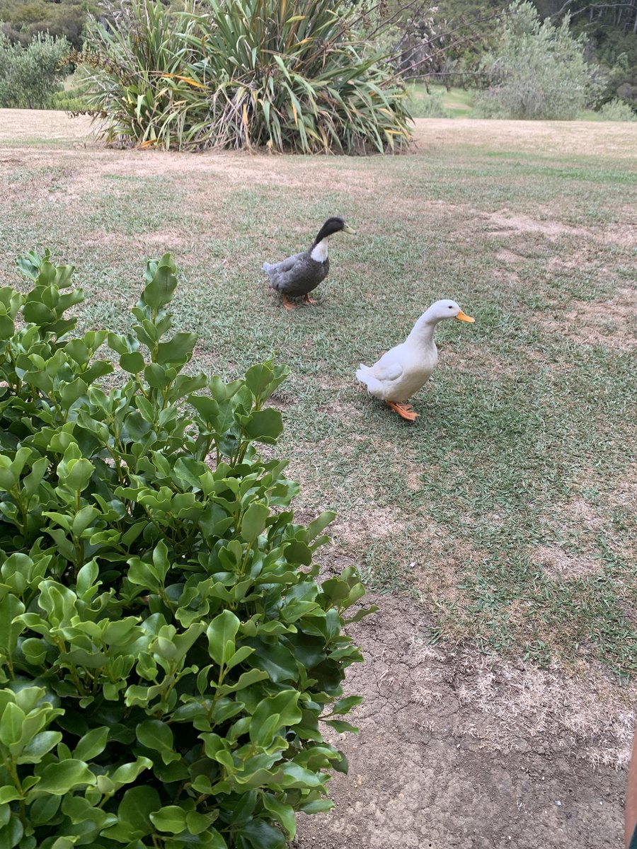 AiladXo's tweet photo. If anyone is curious these are the geese and their names are gerald and green beans https://t.co/tTyzRbBW7H