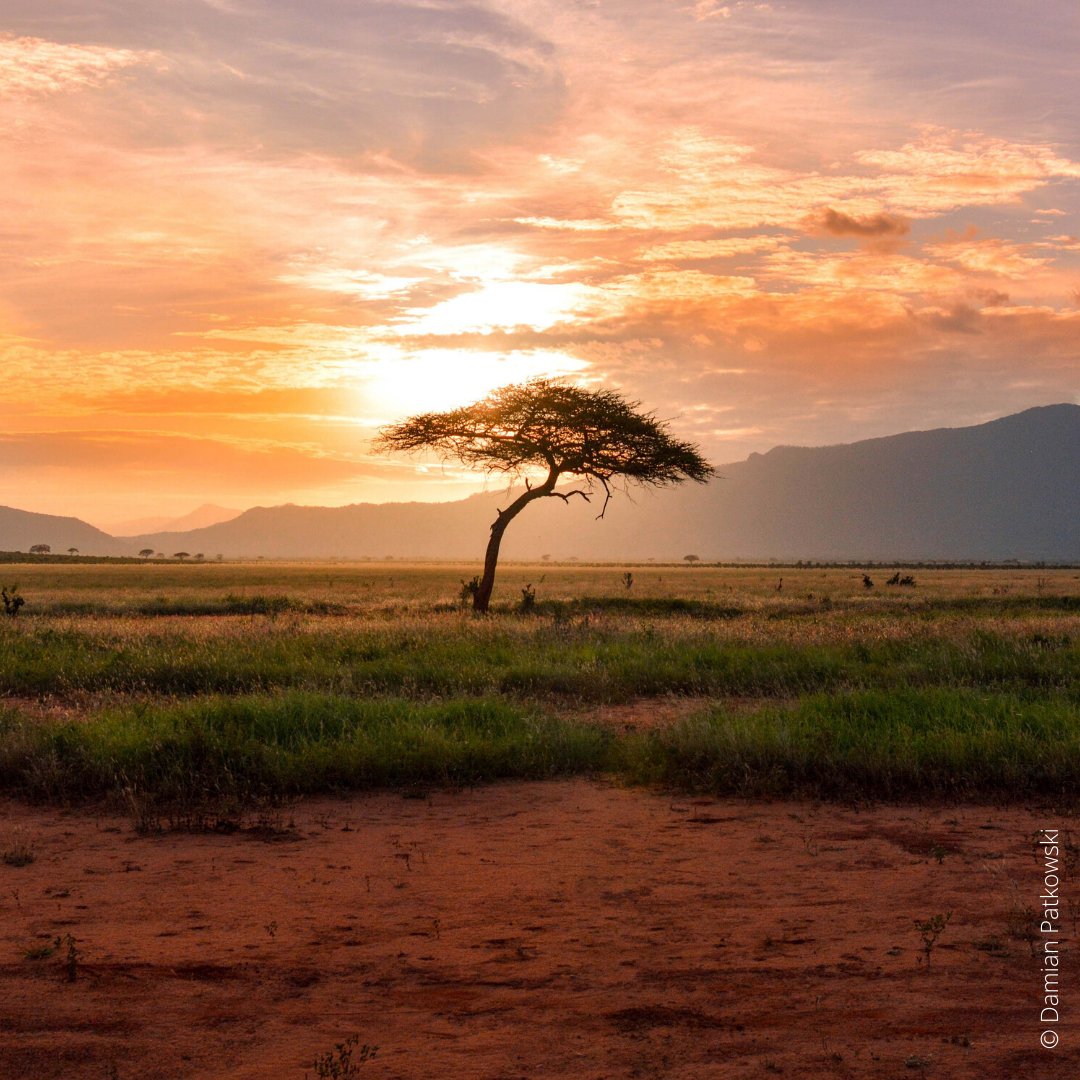 WWF South Africa tweet media