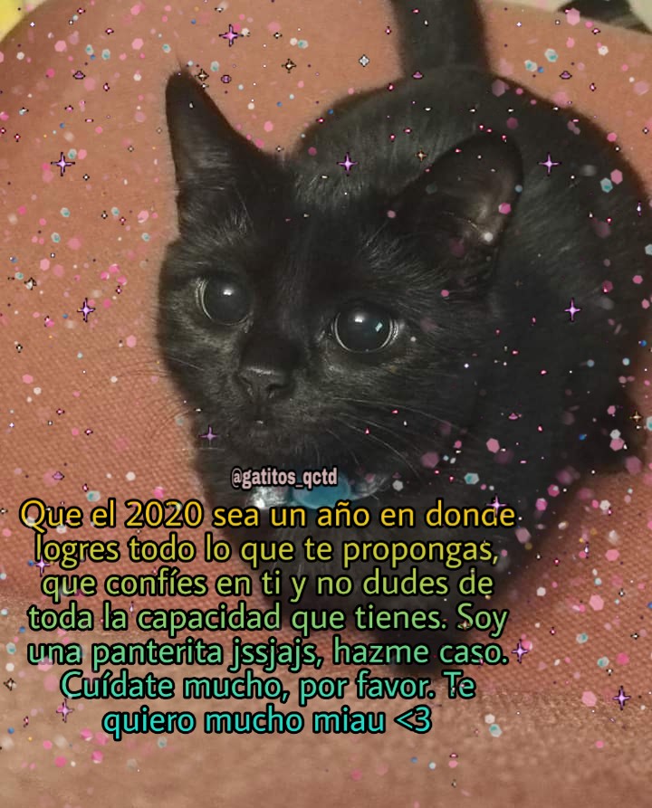 ✨ Gatitos que curan tu depresión ✨ tweet media