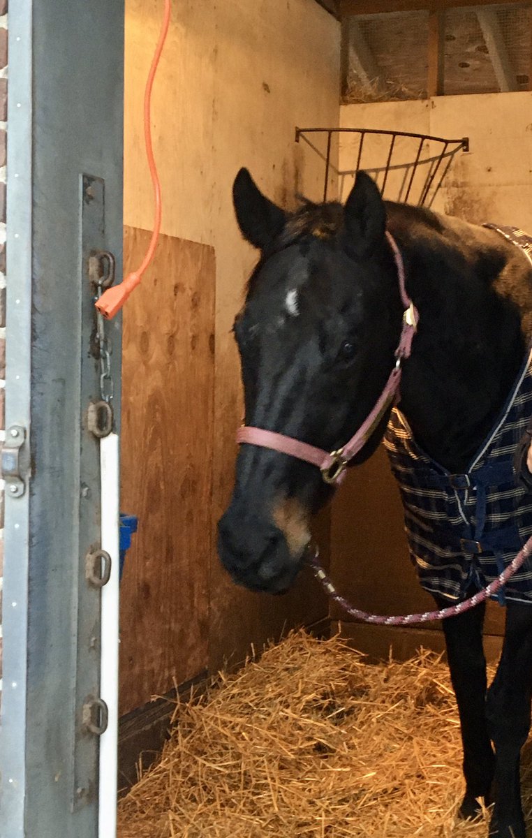 EvinMunson's tweet photo. There was 1 track pony left @ChurchillDowns earlier. Smudge. I got there just in time to see him leave for @OaklawnRacing Iβll miss him. Yes, I may have teared up a little seeing him leave. #Smudge #HorseRacing #ChurchillDowns #TrackPony #OffToOaklawn https://t.co/s9zRzlY0r4
