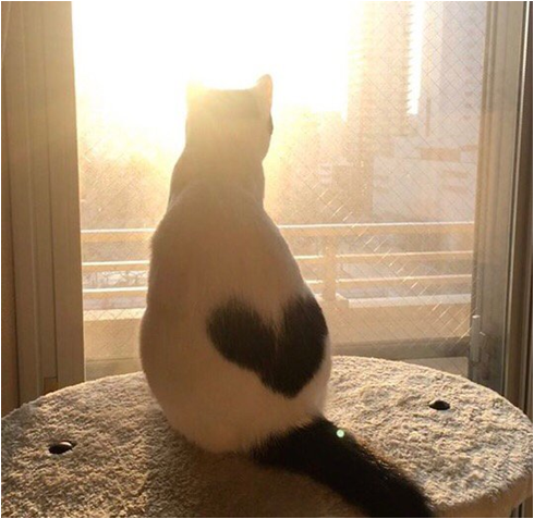 elia bazan tweet media