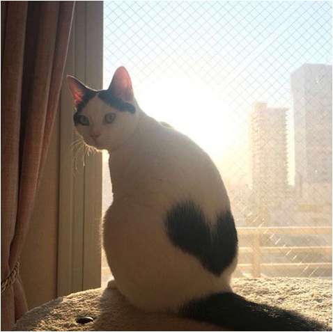 elia bazan tweet media