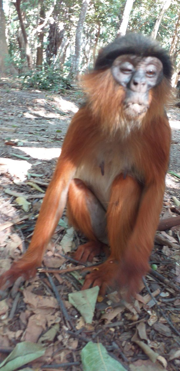 Basafi4's tweet image. Monkey monkey