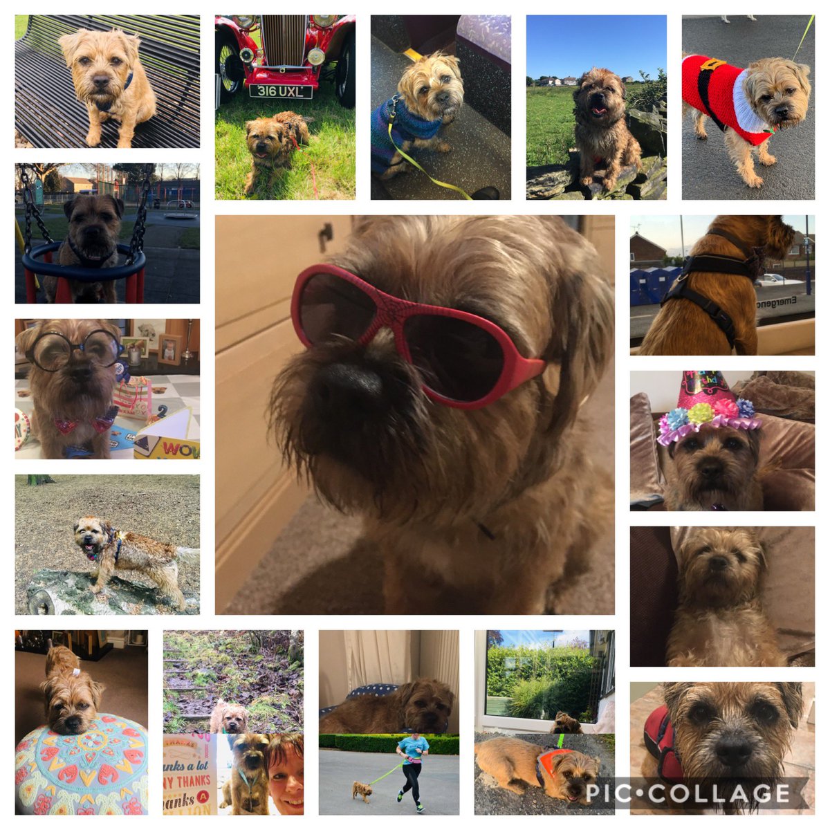 waltertheborder's tweet photo. #BTYearinReview
What a year! โค๏ธ https://t.co/yOxRXaeiSn