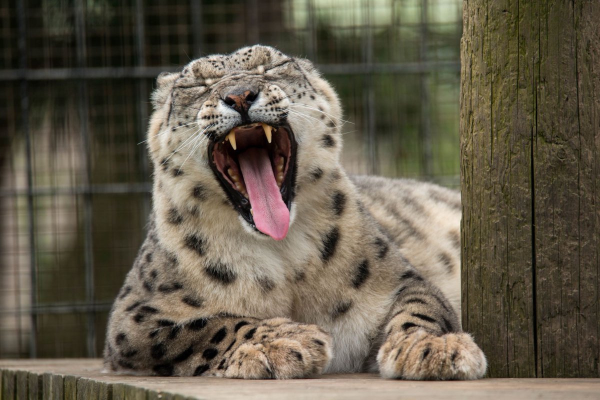 WelshMountainZo's tweet photo. Us all waiting for midnight tonight...

#IsItMidnightYet #Bye2019 #AnotherDrinkAnyone #WelshMountainZoo https://t.co/E5wTWp7Me0