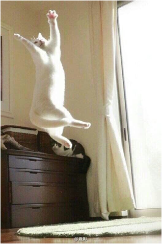 elia bazan tweet media