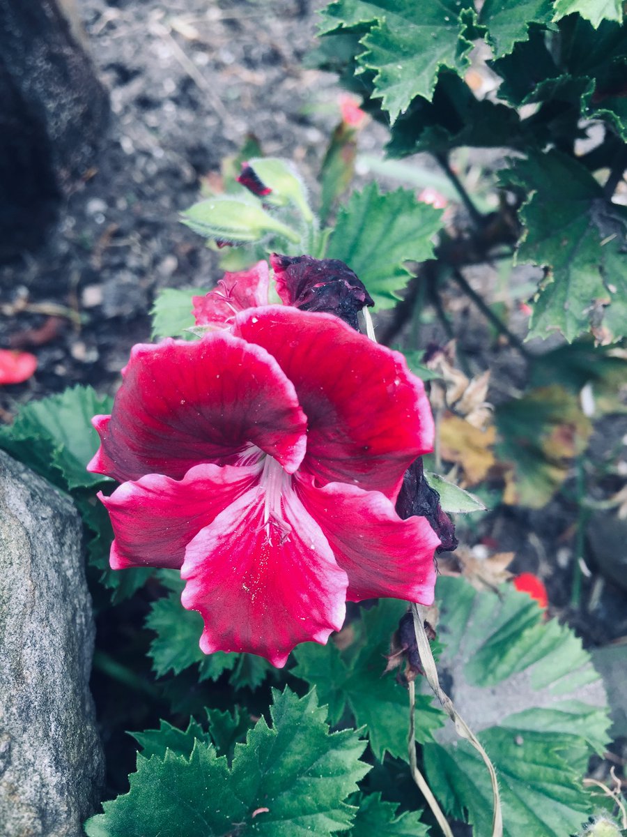 RubyGaleanoRoja's tweet photo. #nature..#naturepic..#naturepics..#naturegallery..#natureguide..#natureguides..#natureblog..#natureblogger..#naturebloggers..# https://t.co/V67OcXXGDn