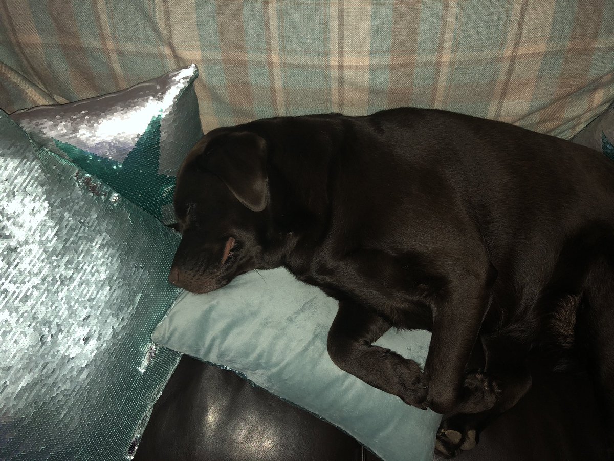 Labradorsisters's tweet photo. Florence &amp; Jess would like to wish everyone a very happy new year in the only way they can. Napping 😴 #NewYear #puppy #labrador https://t.co/SrJZBmmLch