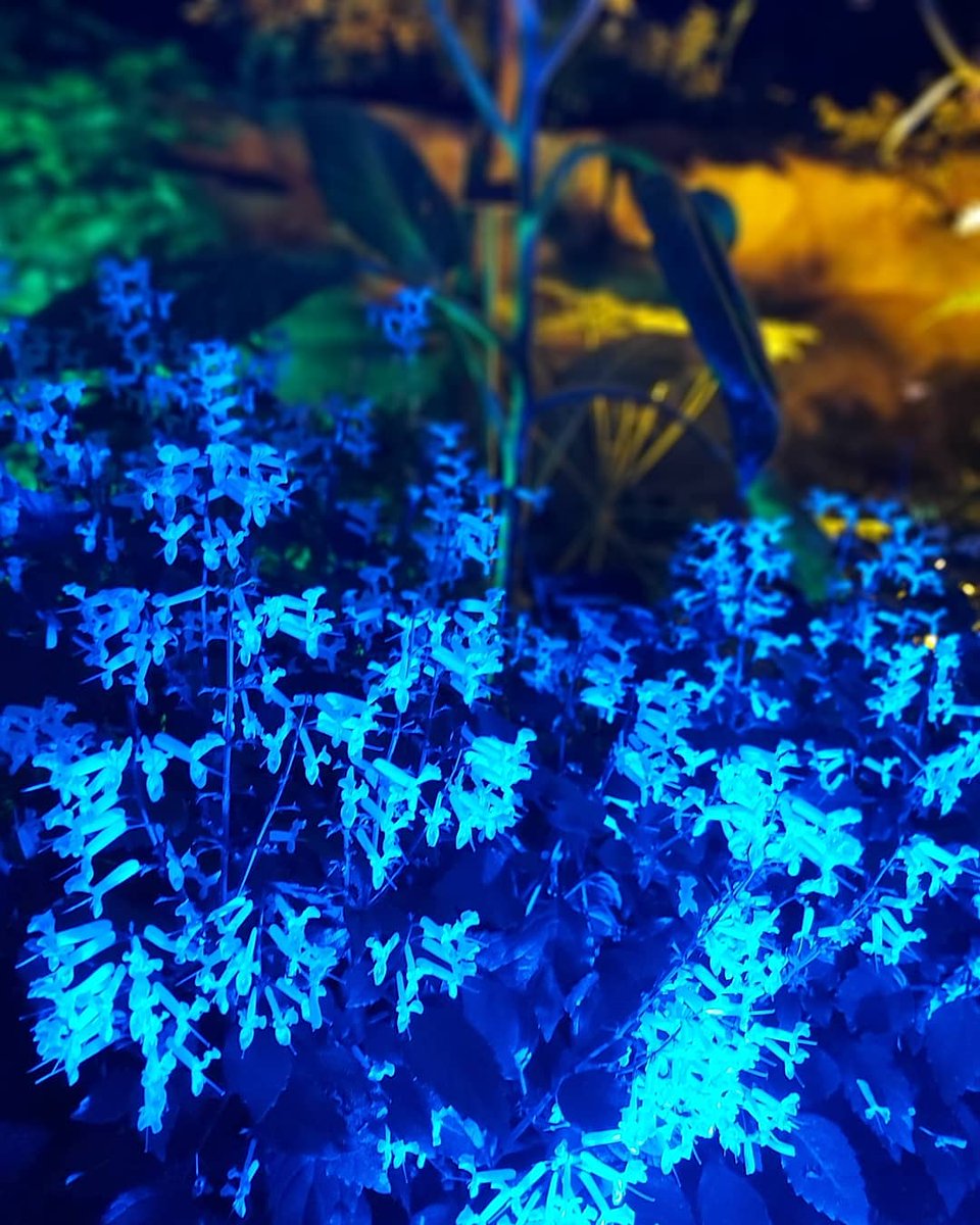 Burning with deep blue 
Flames of tomorrow break through
Blossoming anew.
#haiku #poetry #micropoetry #poem #happynewyear2020