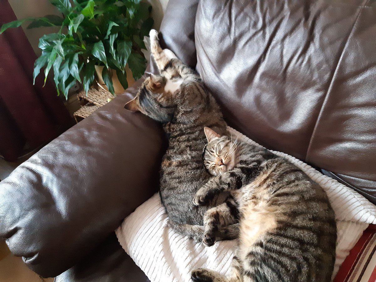welshlynda12's tweet photo. #bestyhingididthisdecade was adopt these two #littleeric and #billybob if you're thinking of getting a pet then #rescuepets is the way to go https://t.co/MtjbSFjfbt
