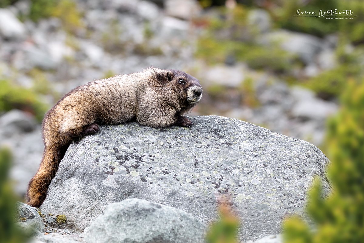 AaronNorthcott's tweet photo. You might not be as excited as me but for someone that loves wildlife (and photographing it) as much as I do, there’s nothing like the thrill of finding an animal you’ve never seen before in person! This Marmot was super chilled and wandered past our tent out in in BC! 🐾 https://t.co/xxzlcJwTzS