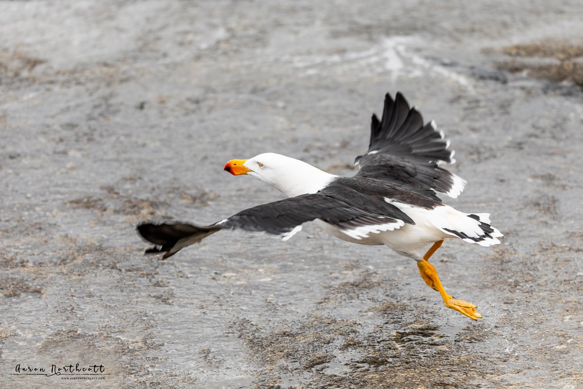 AaronNorthcott's tweet photo. I’d been shooting this Pacific Gull and thought I'd scared it as it spread its wings and took flight, but moments later I was waist deep in a huge wave 😬 Luckily I kept my footing, otherwise me and  my gear would have been swept down the rock face and out into the swell! 📸😂 https://t.co/EA4deIBA3Q