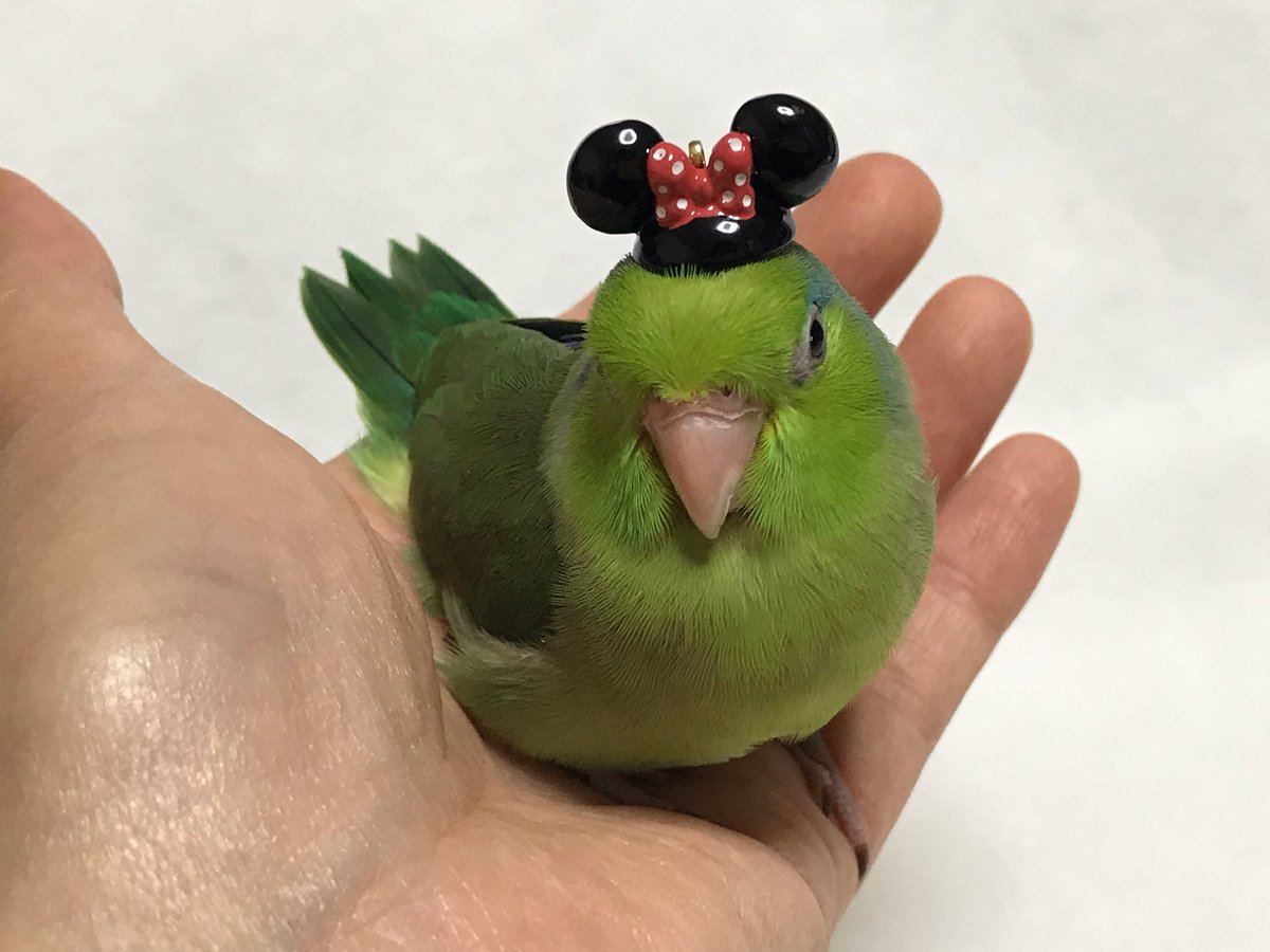 okamen75's tweet photo. あけましておめでチューございます🐭　今年もどうぞよろしくお願いいたします❣️ https://t.co/Fu1VOzvwoQ