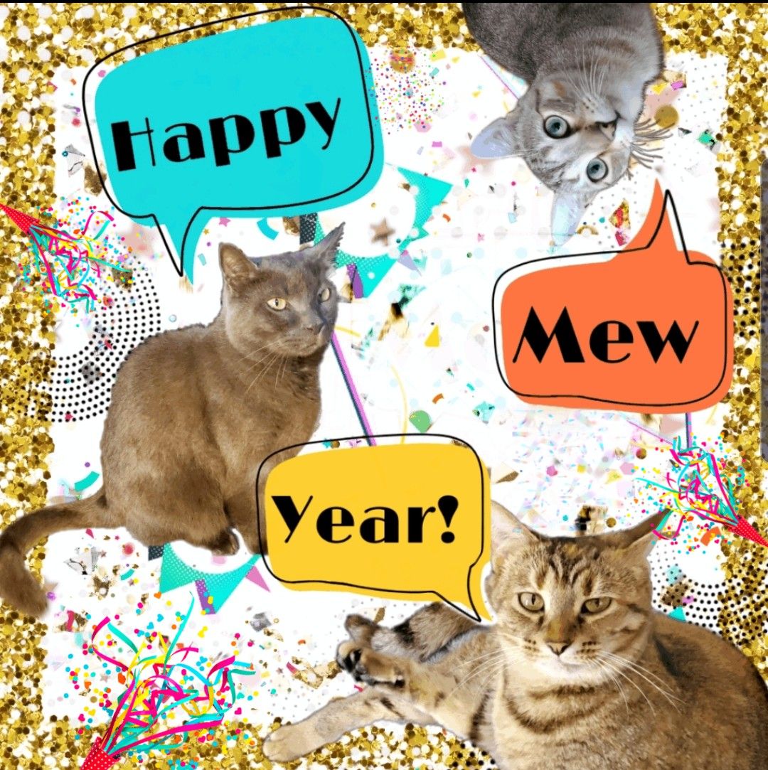 spacekittyexp's tweet photo. 🥳 Happy Mew Year! 🥳 Wishing you, your families &amp; (of course) your kitties a happy &amp; healthy 2020! 😸😸😸 #happynewyear #NewYearsEve #NewYear #2020 #new #year #spacekittyexpress #cats #Niko #Pepper #Benji https://t.co/I0ZaPkcOvE