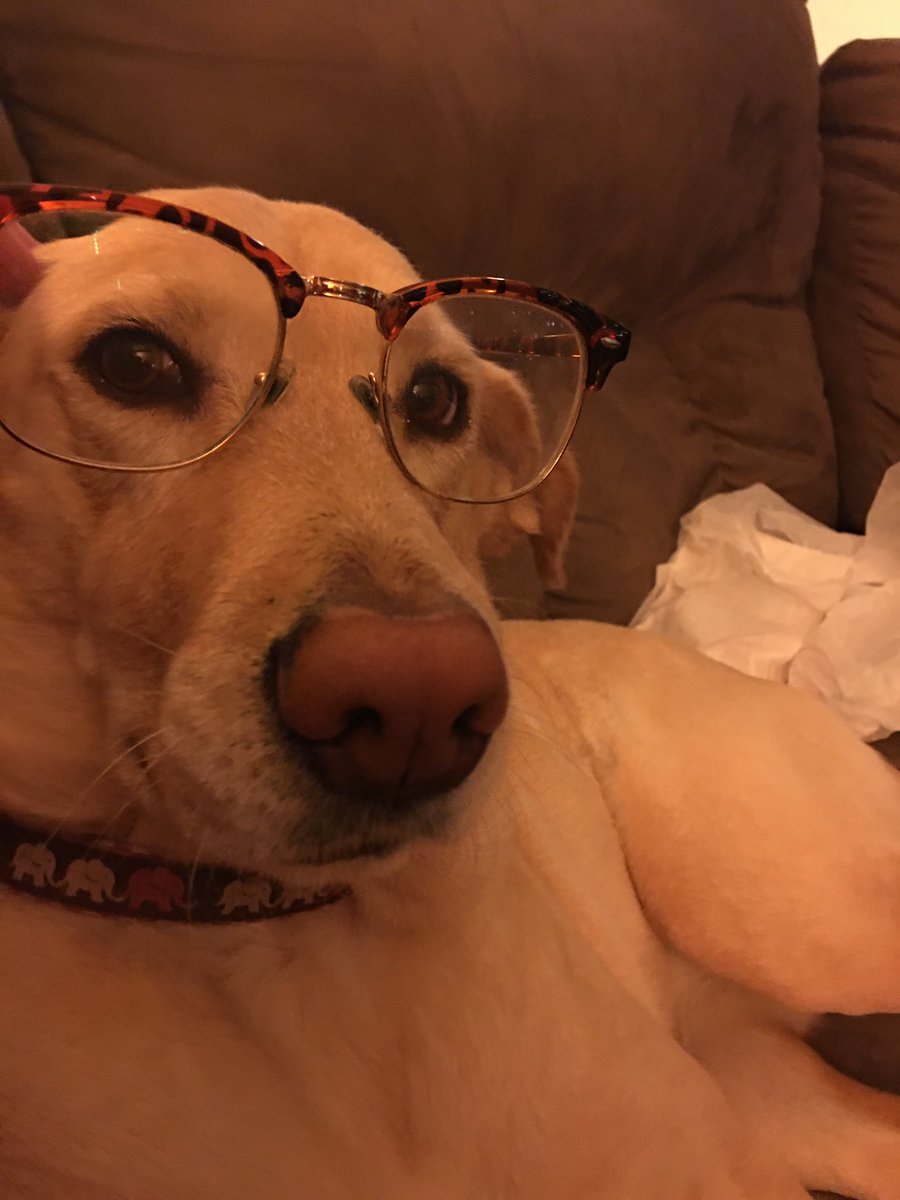 dog wearing glasses