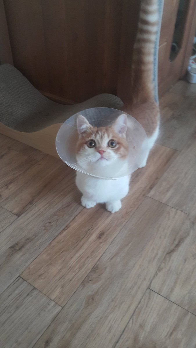 밤비 무사히 중성화 수술 끝냈습니다 그럼 팔로워분들 새해 복 많이 받으세요🙇💕