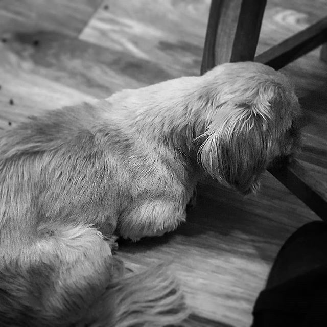 ManCaveGamingUK's tweet photo. Friends #pooch asleep leaning on the chair. #newyearseve #2020 #blackandwhite https://t.co/2wxbCmWeOa https://t.co/PjWCupjGq3