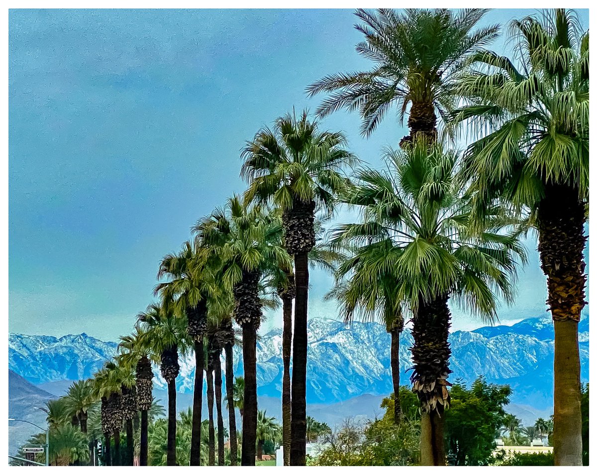 DaivaNavarrette's tweet photo. Happy holidays are here with palm trees and snow-capped mountains...make 2020 a year of beautiful contrasts! https://t.co/rrD4B8ioHP