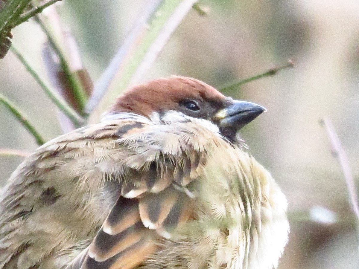 ふくらすずめ Twitter Search