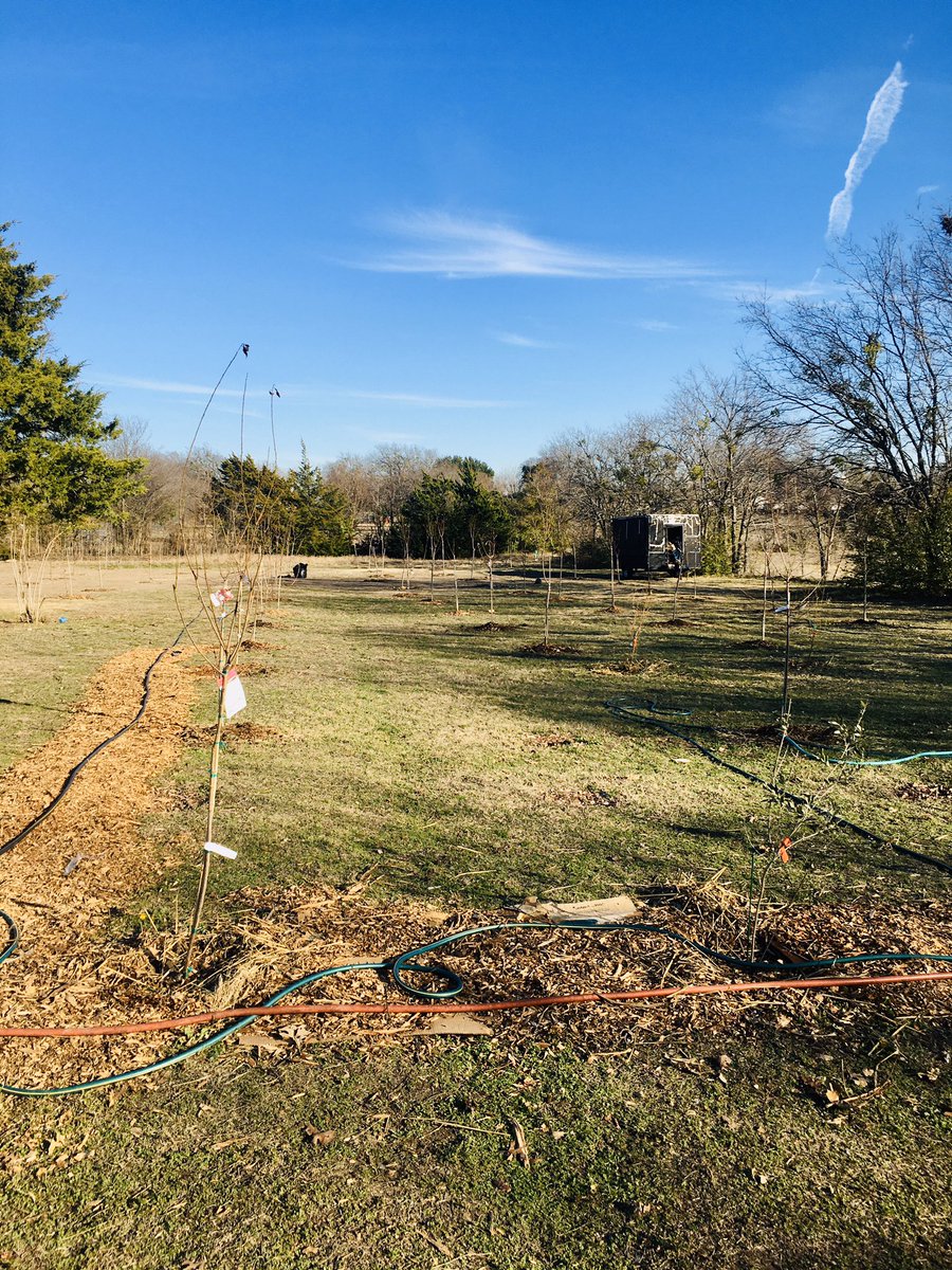 coylpoitier's tweet image. Great #Day to work in the #garden at @fawccas’ @DeloachFarms!

Built new raised beds

#Love #Urbangardening #gardening #urban #agriculture #farming #greens #vegetables #fruit #trees #TreesForLife #HappyNewYearsEve