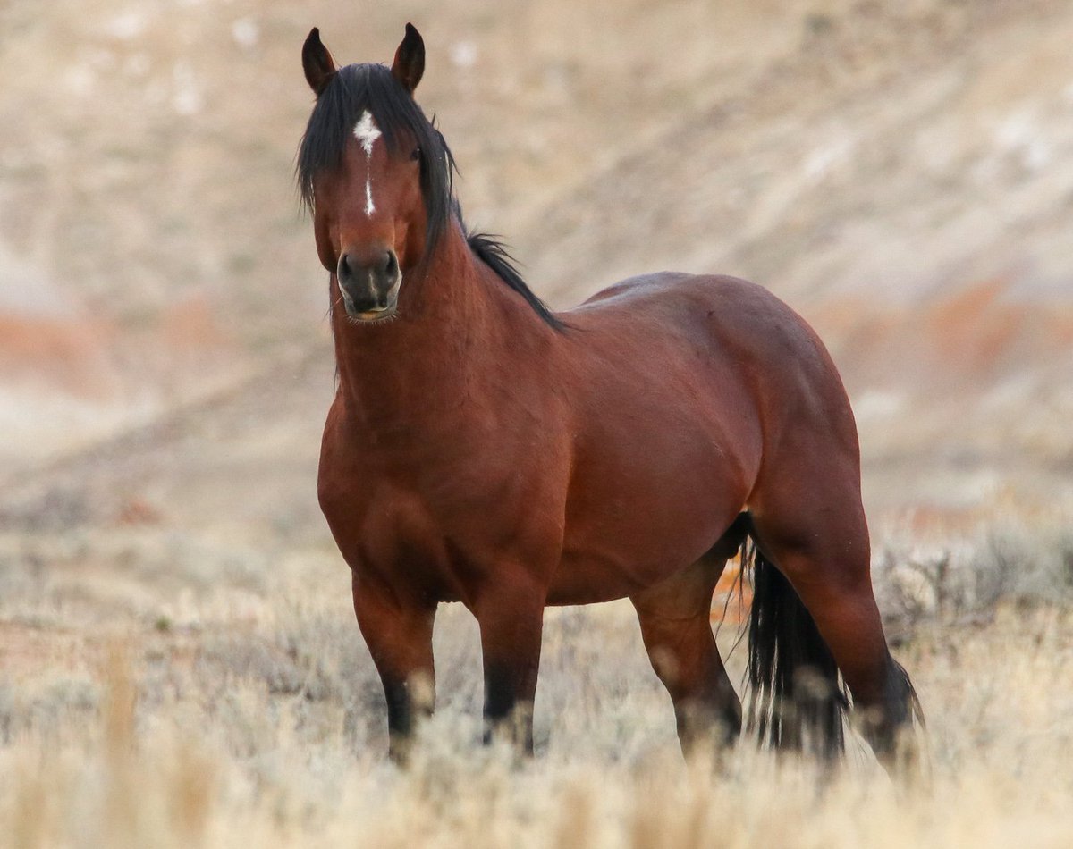 FreeWildHorses's tweet photo. We’re 85% of the way to our $100,000 End of Year fundraising goal. If we raise $15,291 before midnight, ALL donations up to $100,000 will be matched! https://t.co/IaUyIYOFeA https://t.co/CBt4TalzwH