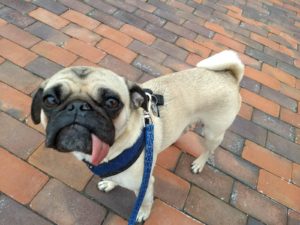 PrezPets's tweet photo. Every dog needs to be walked! ⬇️Tag a friend who could use some help finding the perfect dog walker! ⬇️ #PrezPets #UnitedWeWag https://t.co/sqyVzlWGi3 https://t.co/bk5f4Zp1Gr