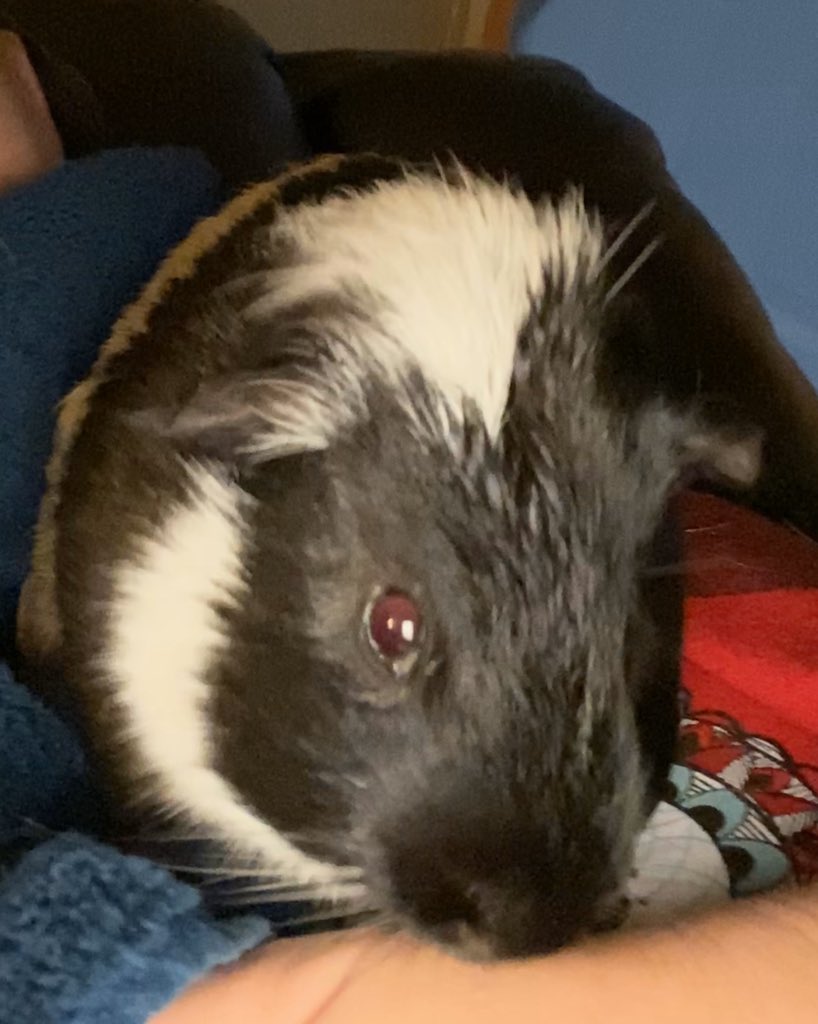 ACES_Peanut's tweet photo. Greetings from Louisiana. I’m enjoying Winter Break traveling with Mrs. Mitchell, but I miss my 
@AmeliaElem friends. I just had a bath &amp; I’m ready to ring in the new year. #ACESPoweUp @talesfrom205 https://t.co/J3bEoOEB8n