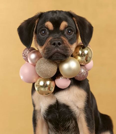 flycarepod's tweet photo. We’re ready to pawty!! What a fantastic year it’s been for the CarePod team and we’ve got so many exciting things coming up, here’s to 2020!

Image credits: @not_mildred

#newyearseve #partymood #newyears #2020 #happynewyear https://t.co/jYUS5PFxxi