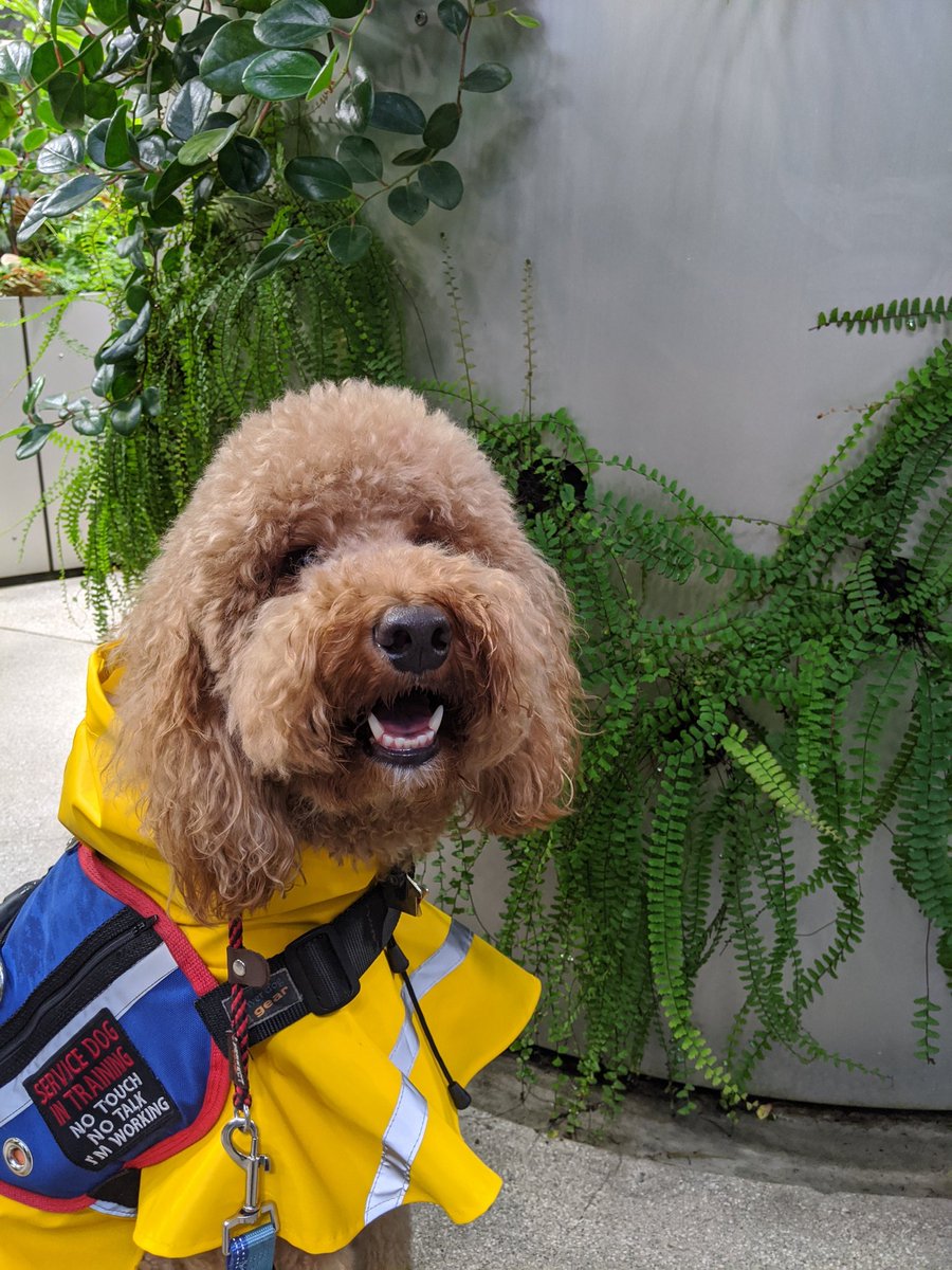 A picture or a red poodle in a service dog vest and yellow raincoat. She is sitting on front of a wall of ferns, smiling at the camera.