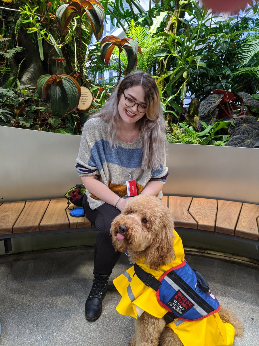 A picture of Molly, a white woman with curly silver hair. Smiling and laughing at her dog who is sitting in front of her. The dog is a red poodle in a yellow raincoat and service dog vest. The dog has he tongue slightly sticking out.