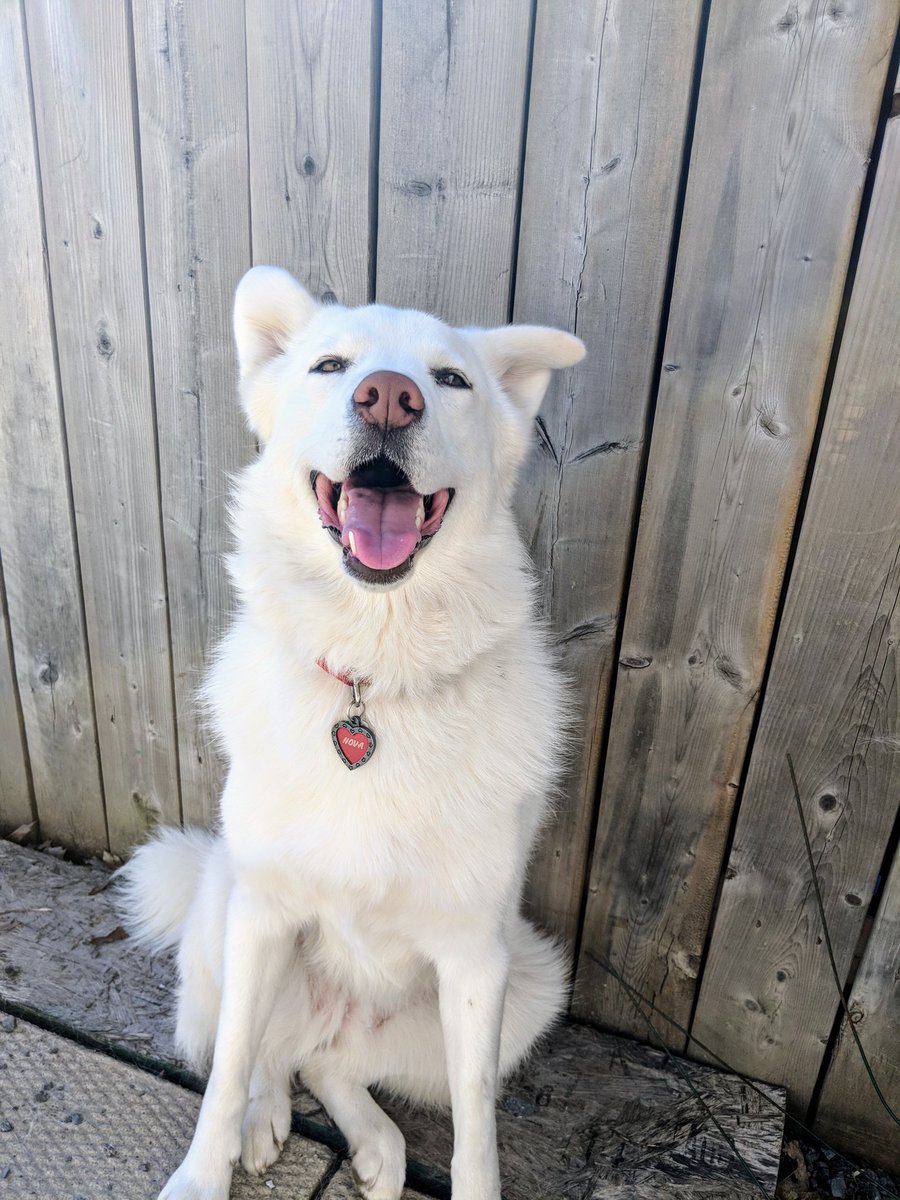 Pepsikobra's tweet photo. @RiskyPixels I think Nova is everything. <3 such a happy girl. :P https://t.co/qmKm6kidec